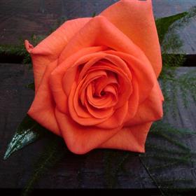 fwthumb23 orange rose buttonhole 5.95.jpg